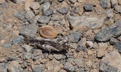 Oedipoda canariensis