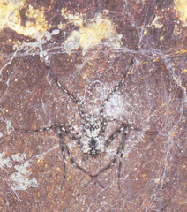 Hypochilus petrunkevitchi