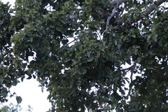 Ficus sycomorus sycomorus