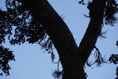 Ficus sycomorus sycomorus