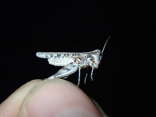 Otočni X-skakavac (Dociostaurus genei)