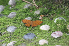 Pseudergolis wedah