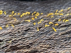 Calocera guepinioides