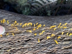 Calocera guepinioides