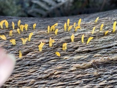 Calocera guepinioides