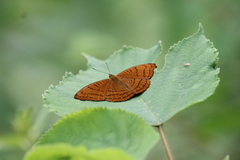 Pseudergolis wedah