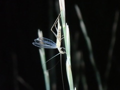 Oecanthus dulcisonans