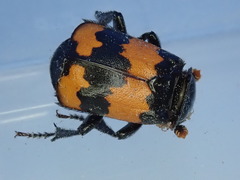 Nicrophorus defodiens