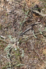 Astragalus dolichophyllus