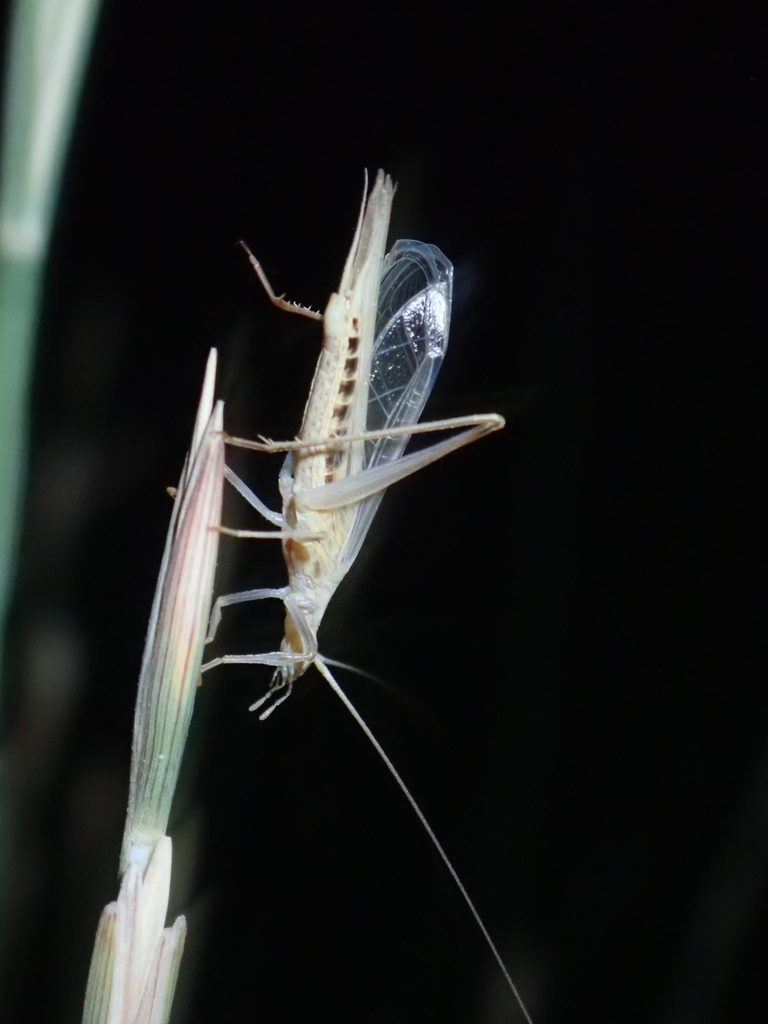 Large Tree-cricket