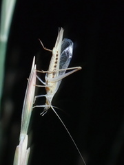Oecanthus dulcisonans