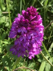 Anacamptis pyramidalis