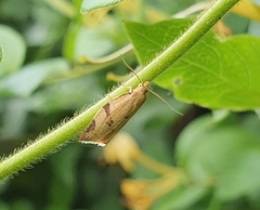 Clepsis siciliana