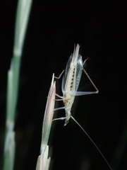 Oecanthus dulcisonans