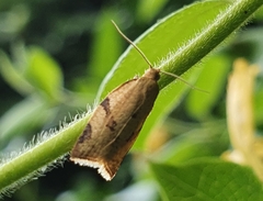 Clepsis siciliana