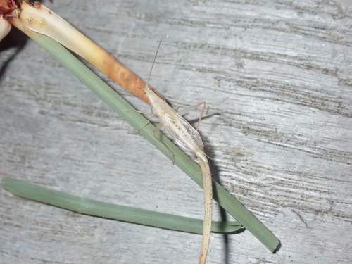 Veliki prozirni šturak (Oecanthus dulcisonans)
