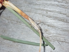 Oecanthus dulcisonans