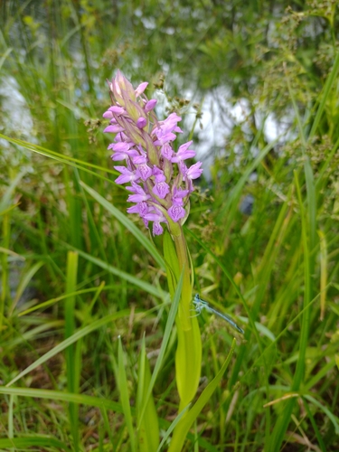 vstavačovec strmolistý (Dactylorhiza incarnata)