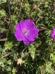 Geranium sanguineum