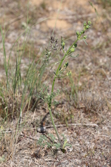 Prangos odontalgica
