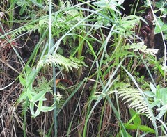 Thelypteris palustris palustris