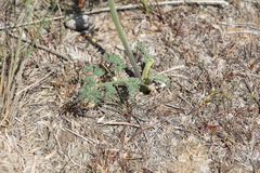 Prangos odontalgica