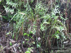 Thelypteris palustris palustris