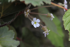 Primula praenitens