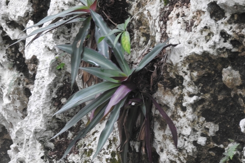 Magueyito morado
