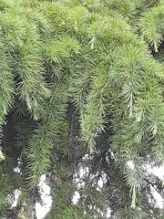 Cedrus deodara