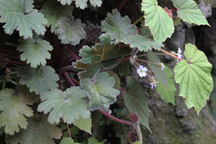 Primula praenitens