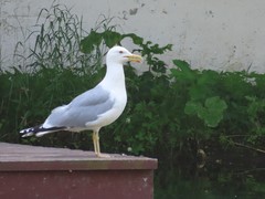 Larus argentatus
