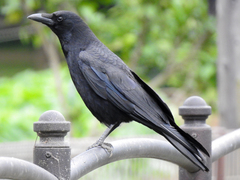 Corvus corone