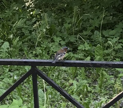 Fringilla coelebs