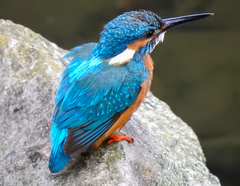 Alcedo atthis