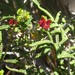 Archeria comberi - Photo (c) Rosalie Lawrence, algunos derechos reservados (CC BY-NC), subido por Rosalie Lawrence