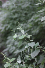 Achyranthes bidentata