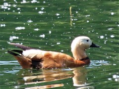 Tadorna ferruginea