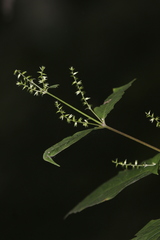 Achyranthes bidentata