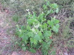 Cnidoscolus angustidens