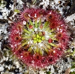 Drosera micrantha