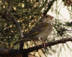 Chloris chloris