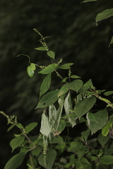 Achyranthes bidentata