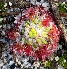 Drosera micrantha