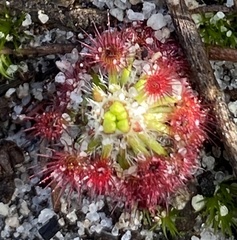Drosera micrantha