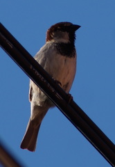 Passer domesticus