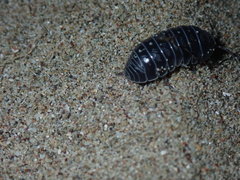 Armadillidium stagnoense