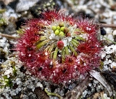 Drosera micrantha