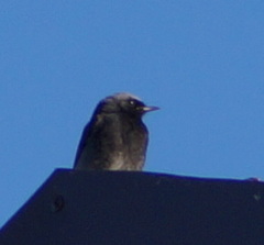 Phoenicurus ochruros