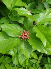 Calycanthus